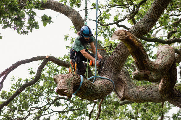 Best Tree Disease Treatment  in Crouch Mesa, NM